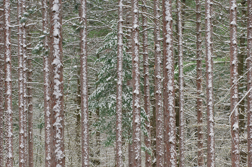 Snow Flocked Spring Pine Forest