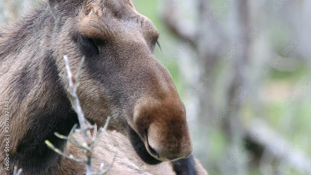 moose elk in forest laying on ground ruminate close up view moose elk in forest laying on ground ruminate close up view