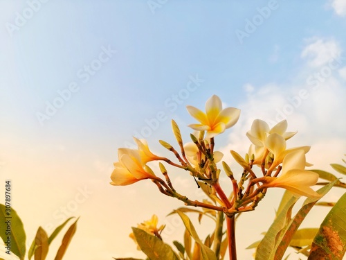 plumeria branches against blue sky