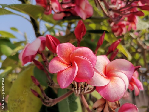 pink flowers in the garden