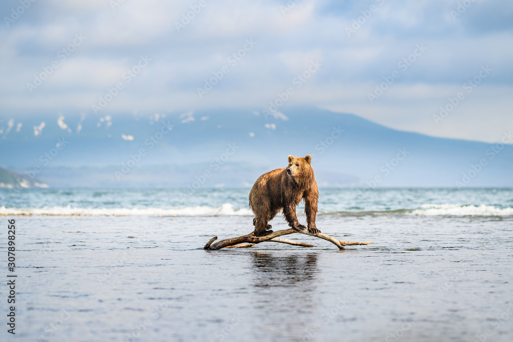 Ruling the landscape, brown bears of Kamchatka (Ursus arctos beringianus)