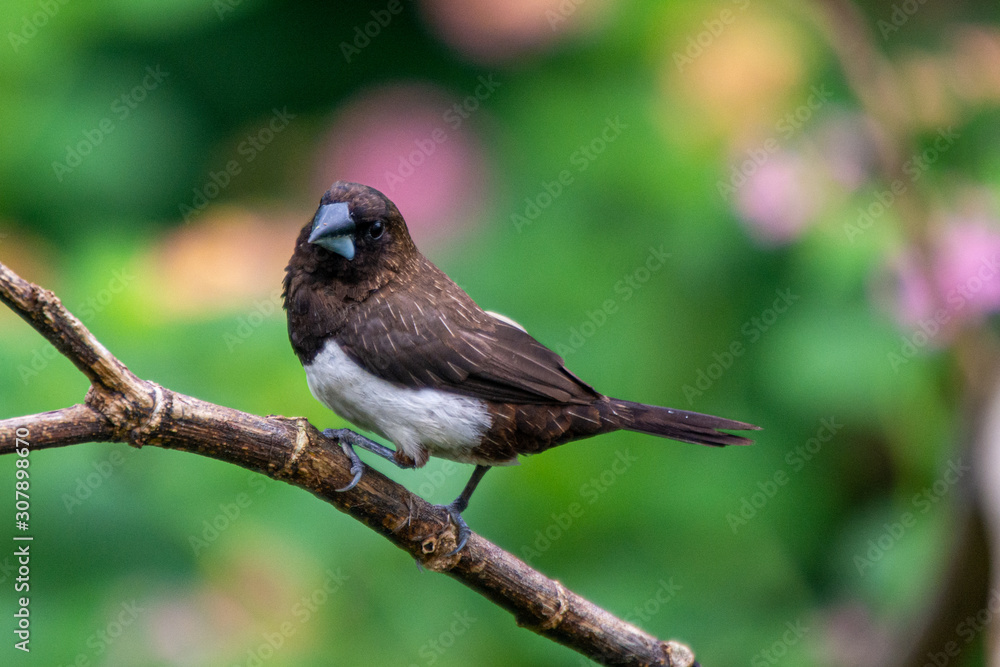 Fototapeta premium Javan Munia at Bhadravathi Karnataka India