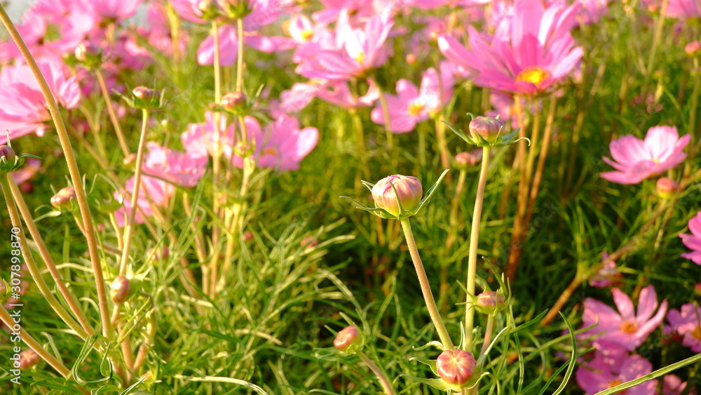 bloom pink cosmos flowers in the garden