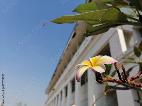 flower on a background of blue sky