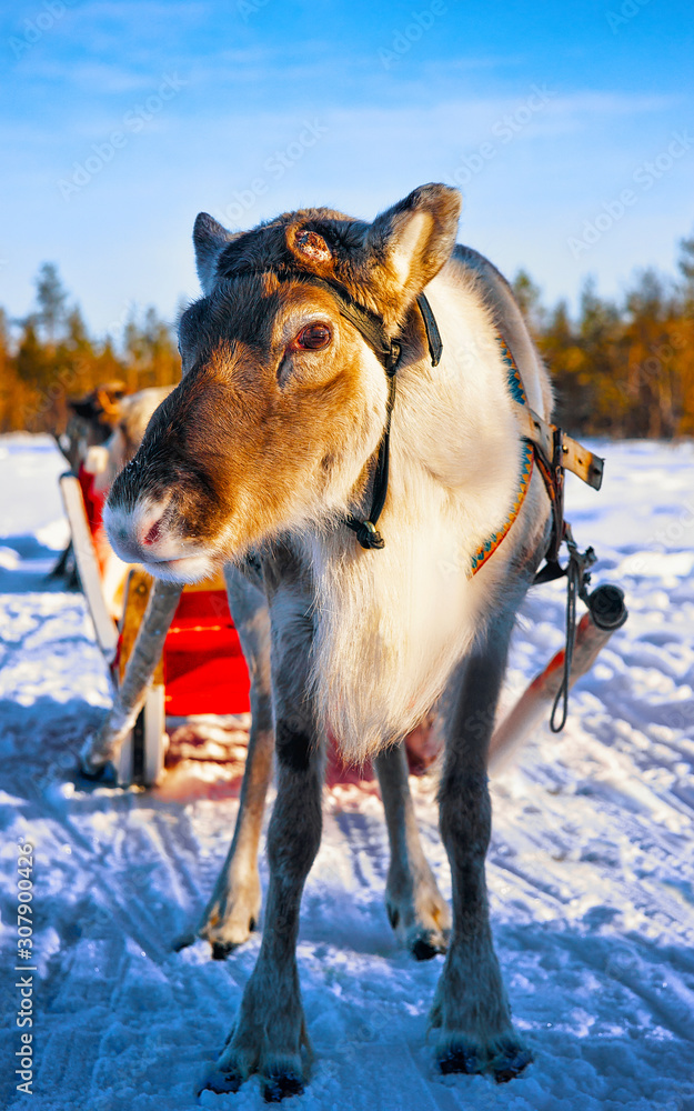 Naklejka premium Reindeer sleigh in Finland in Rovaniemi at Lapland farm. Christmas sledge at winter sled ride safari with snow Finnish Arctic north pole. Fun with Norway Saami animals.