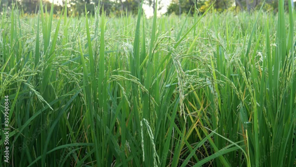 Rice paddy in Asia Rice paddy in Asia