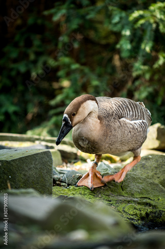 Swan goose photo