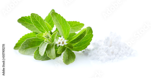 Stevia plant rebaudiana with powder on white background photo