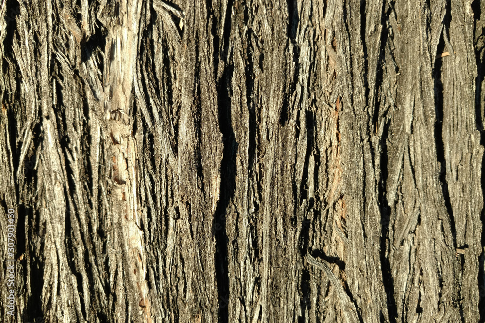 tree, bark, background, pattern, surface, natural, nature, closeup tree, bark, background, pattern, surface, natural, nature, closeup