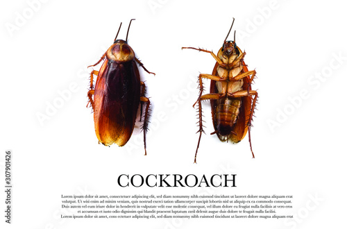 Cockroach bug vector illustration isolated on the white background. Closeup cockroach dies overturned. Top view