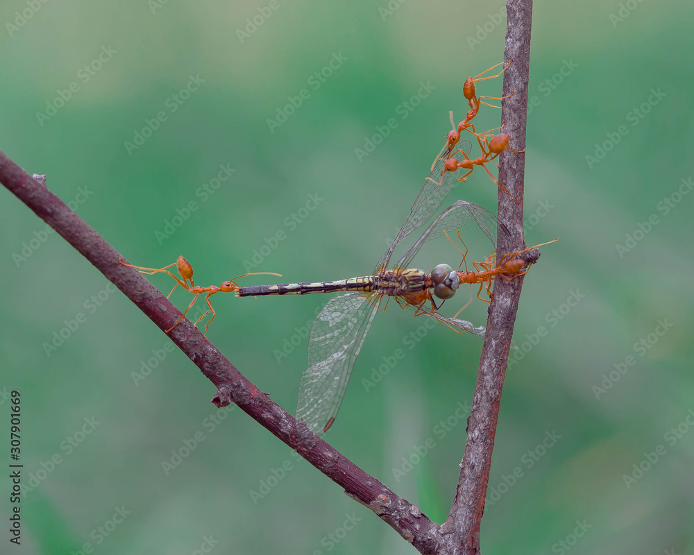 custom made wallpaper toronto digitaldragonfly on barbed wire