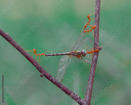 Wallpaper Mural dragonfly on barbed wire Torontodigital.ca