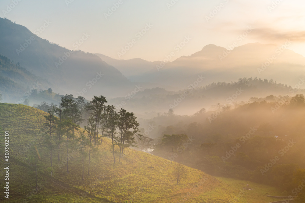 Panoramic view of forest and mountains, summer landscape with foggy hills at sunrise - obrazy, fototapety, plakaty 