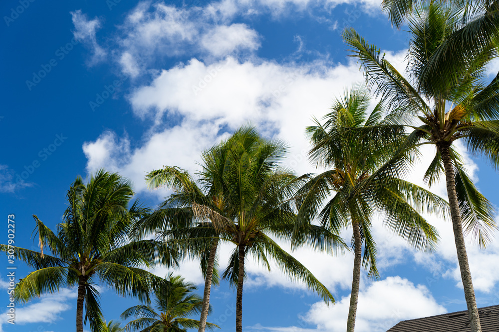 palm trees on beach palm trees on beach