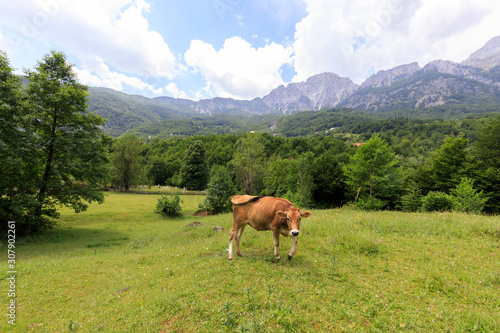 Valley of Theth with a cow in the dinaric alps in Albania © Fredy Thürig