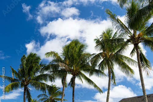 palm trees on beach © Brody