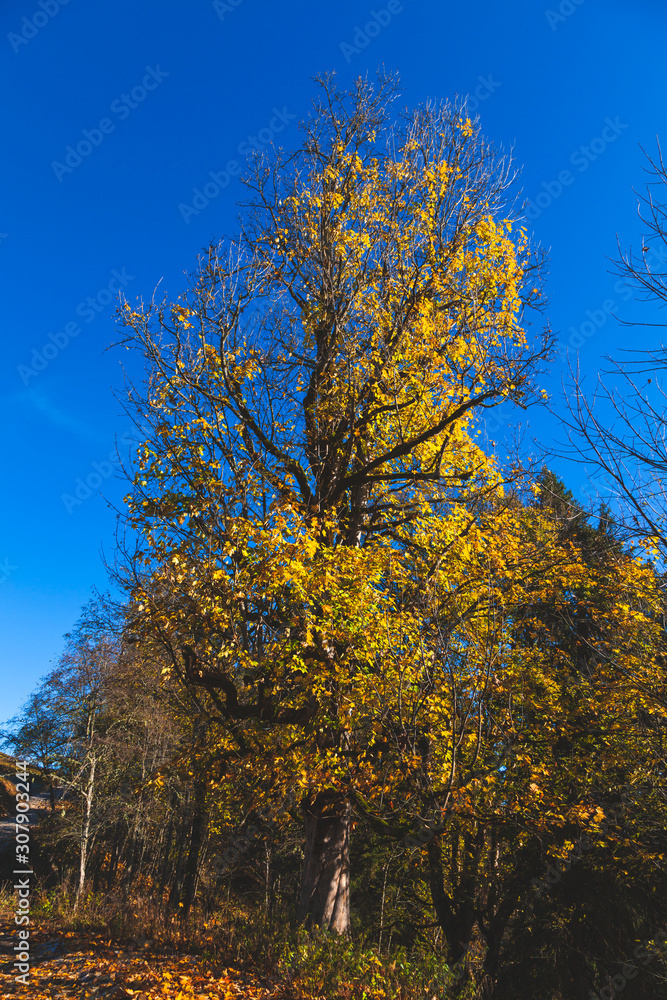 Goldgelber Ahornbaum vor tiefblauem Hintergrund im Herbst