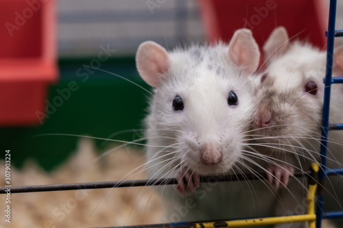 house rats in a cage