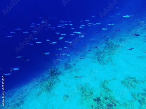 Classic blue color 2020. Trendy classic blue background  blue toning 19 4052. Flock of tropical fishes in the sea underwater. Freediving and diving in sea with corals  vocation concept