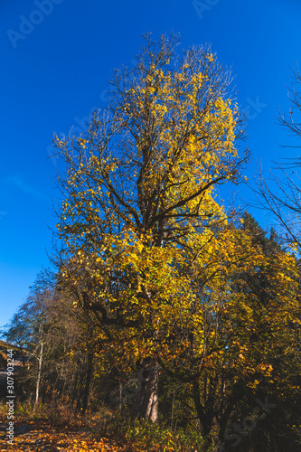 Goldgelber Ahornbaum vor tiefblauem Hintergrund im Herbst
