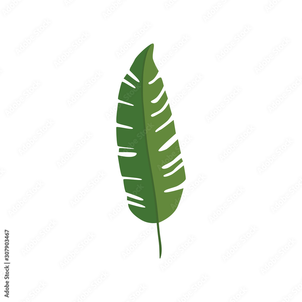 leaf nature tropical isolated icon vector illustration design leaf nature tropical isolated icon vector illustration design