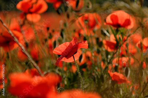 coquelicot