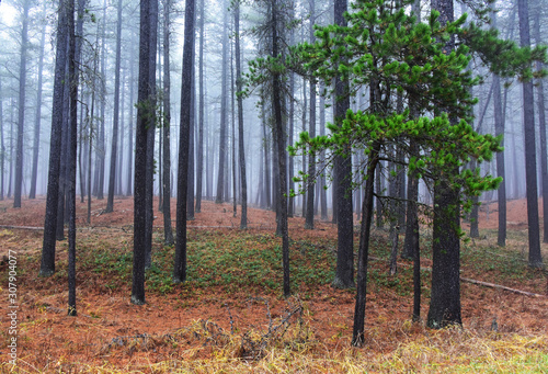 Lodgepole Pine Forest Coniferous Flora