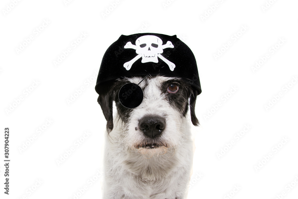 dog carnival, halloween or new year wearing a pirate costume hat. Isolated on white background. dog carnival, halloween or new year wearing a pirate costume hat. Isolated on white background.
