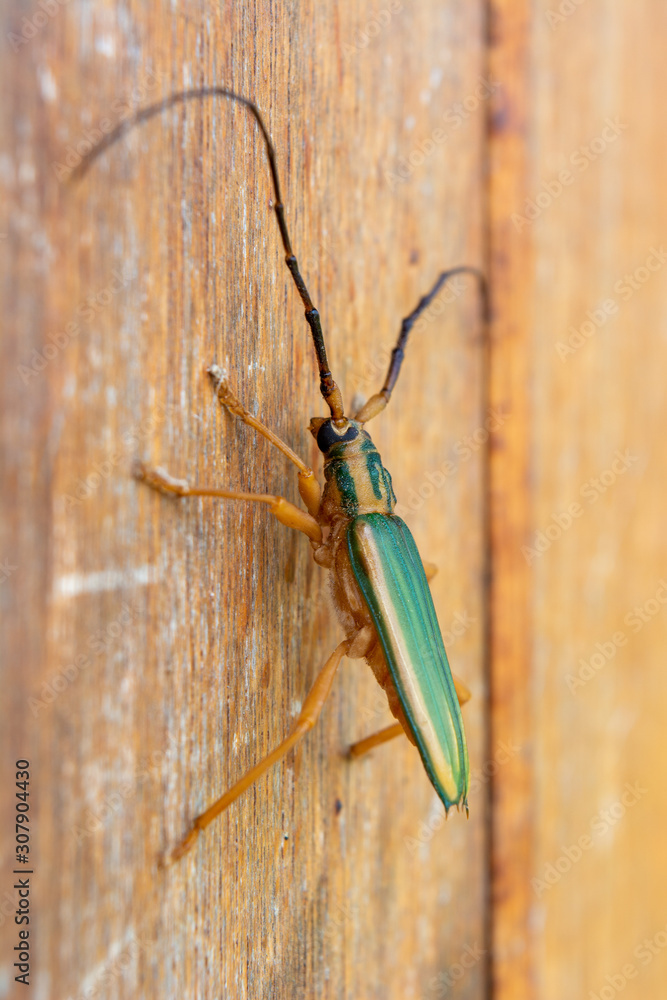 Cerambycidae with long antennae, on a wood. Longicorn beetles. Insect. Cerambycidae with long antennae, on a wood. Longicorn beetles. Insect.