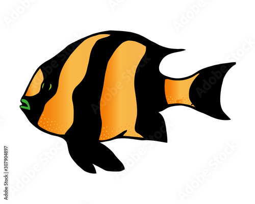Coral reef tropical fish vector illustration. Vector sea fish isolated on white background. Aquarium fish icon.