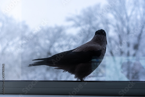 The crow outside the window looks back photo