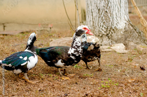 a pair of domestic black and white ducks walk on the homestad photo