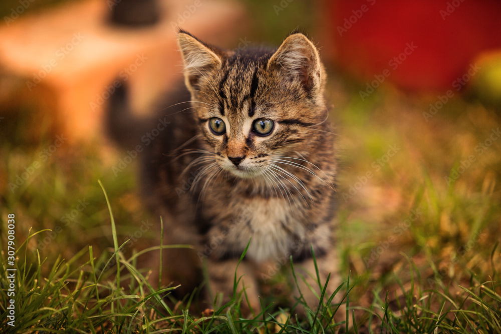 Kittens playing outdoor in the grass. Little kitten playing on the grass close up.