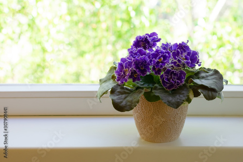 Beautiful blooming African violet flower on white windowsill. Plants for cosy home. photo