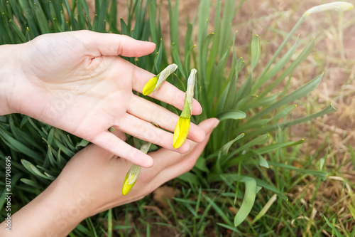 Spring shoots of narcissus. Trumpet daffodil. photo