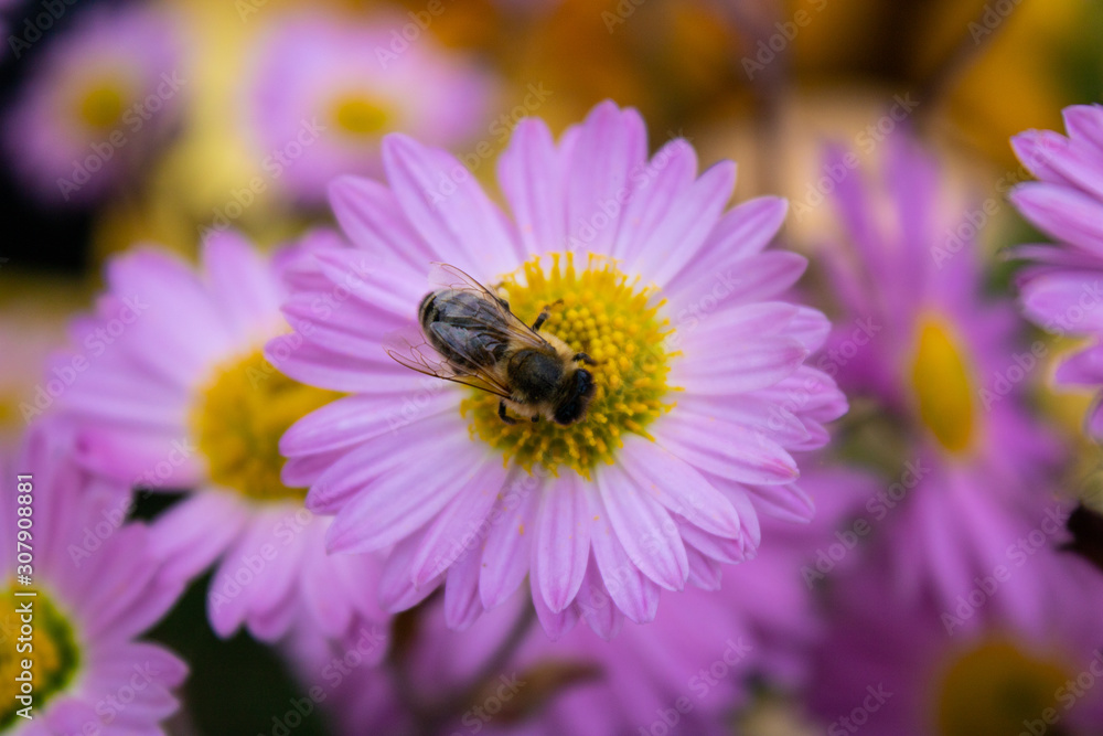 A bee collects nectar from a beautiful chrysanthemum flower A bee collects nectar from a beautiful chrysanthemum flower
