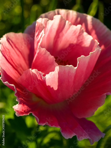 fragments of poppy petals on a blurred background