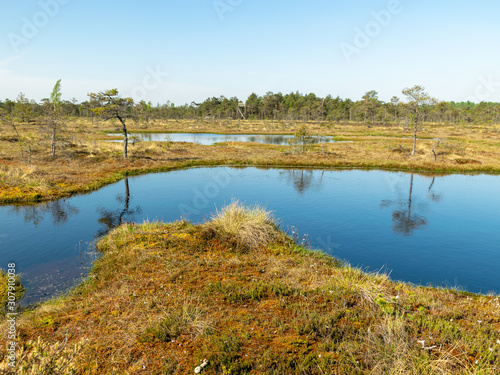 beautiful landscape with swamps and swamp lakes © ANDA