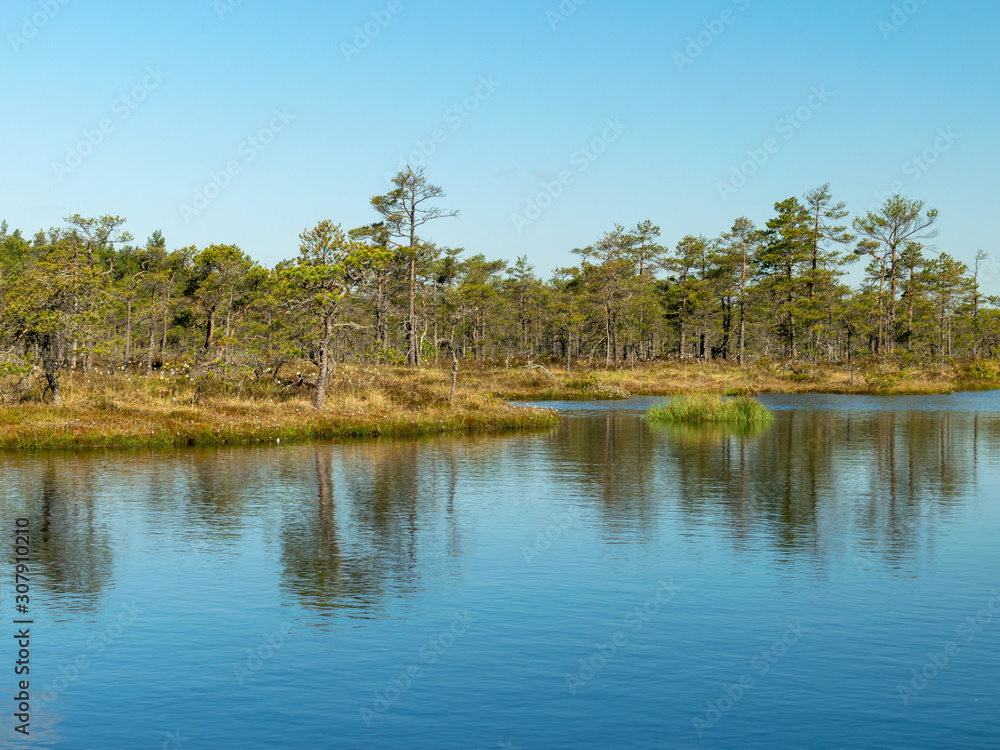 beautiful landscape with swamps and swamp lakes