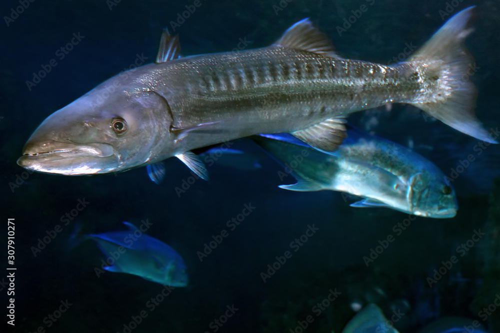 Sphyraena barracuda, or Great barracuda Sphyraena barracuda, or Great barracuda