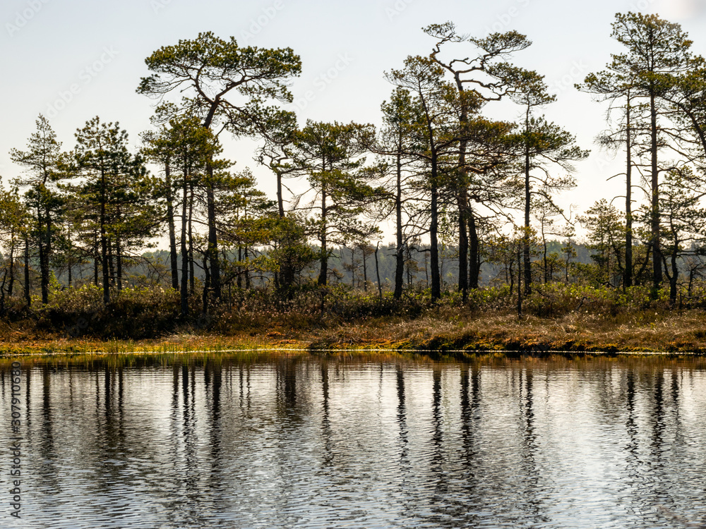 beautiful landscape with swamps and swamp lakes beautiful landscape with swamps and swamp lakes