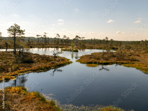 beautiful landscape with swamps and swamp lakes © ANDA