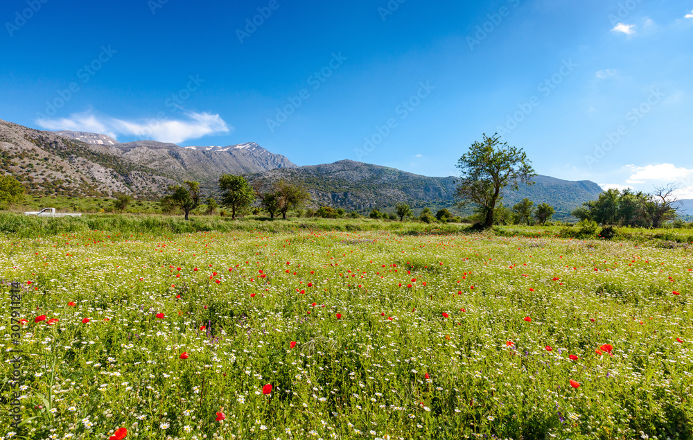 Lassithi plateau with a spring field covered with daisies and poppies, Crete, Greece.