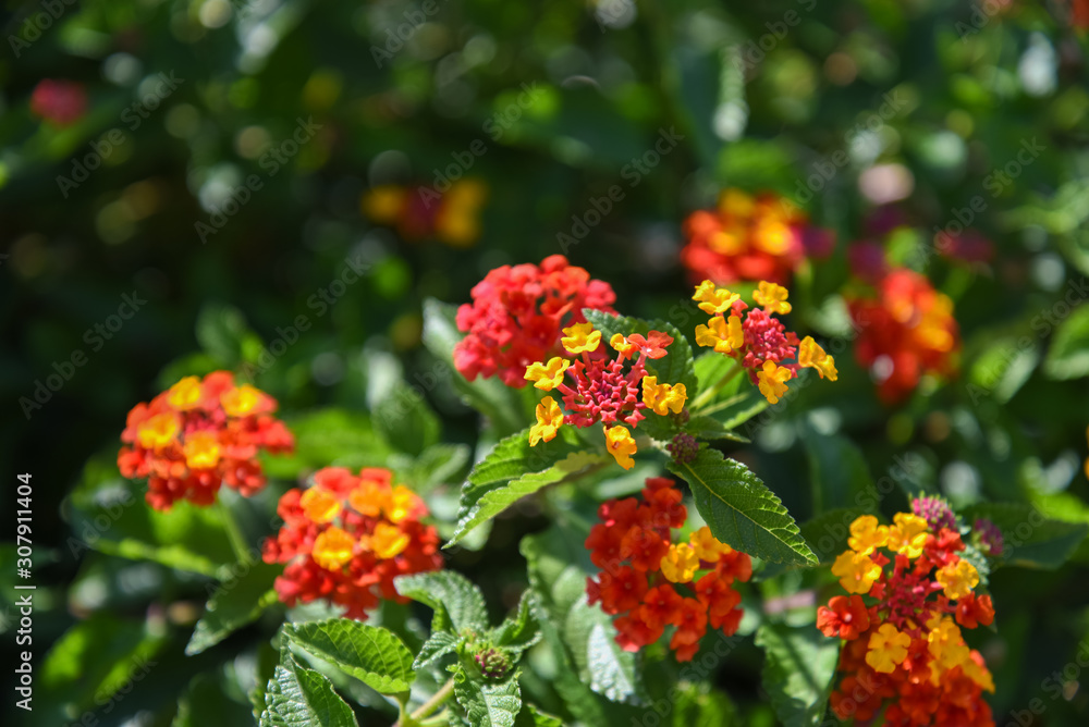 Decorative Red and Orange Flowers at Morning by Summer Decorative Red and Orange Flowers at Morning by Summer