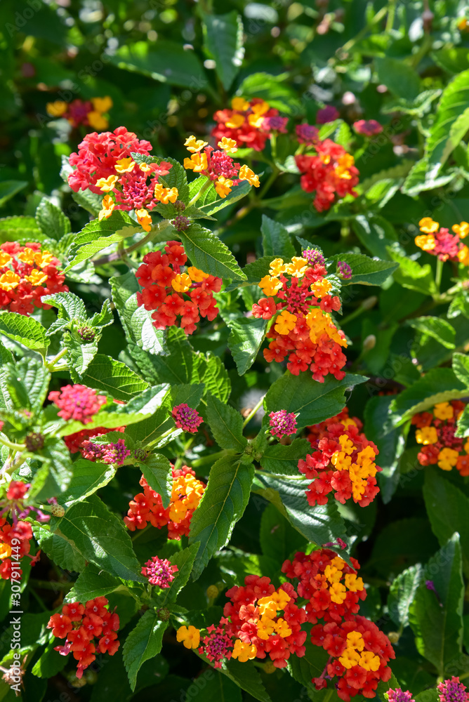 Decorative Red and Orange Flowers at Morning by Summer Decorative Red and Orange Flowers at Morning by Summer