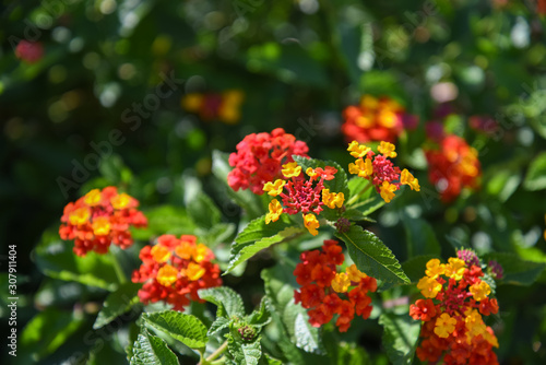 Decorative Red and Orange Flowers at Morning by Summer