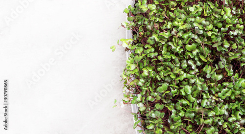 Microgreen in a container on a light grey background, copy space, banner.