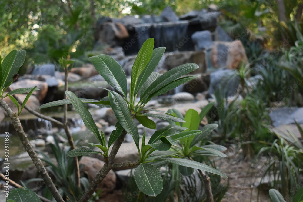 Obraz premium waterfall in the background