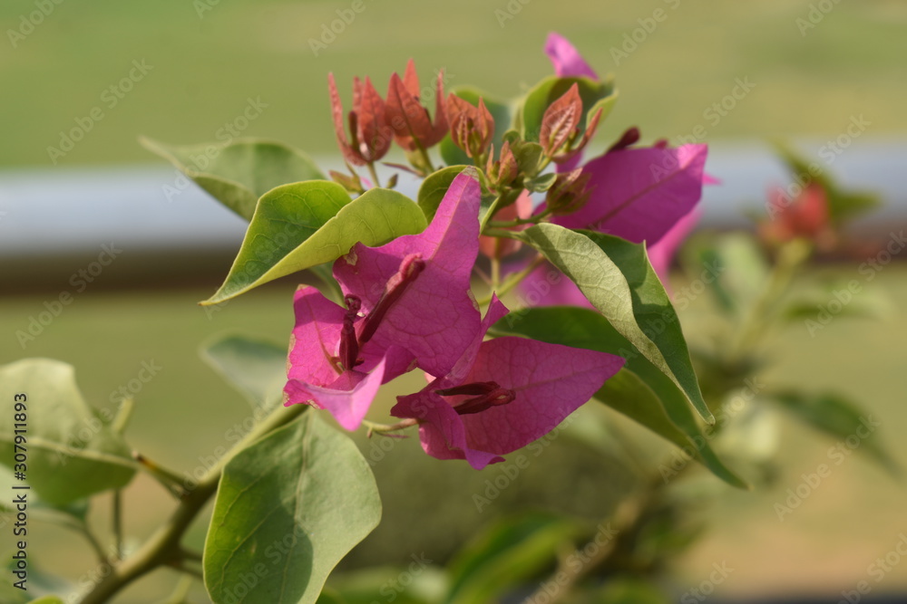 red flower