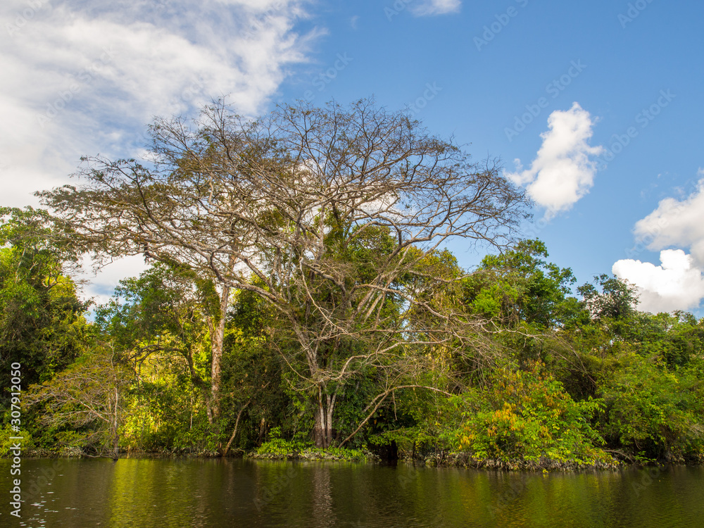 Fototapeta premium Amazonia